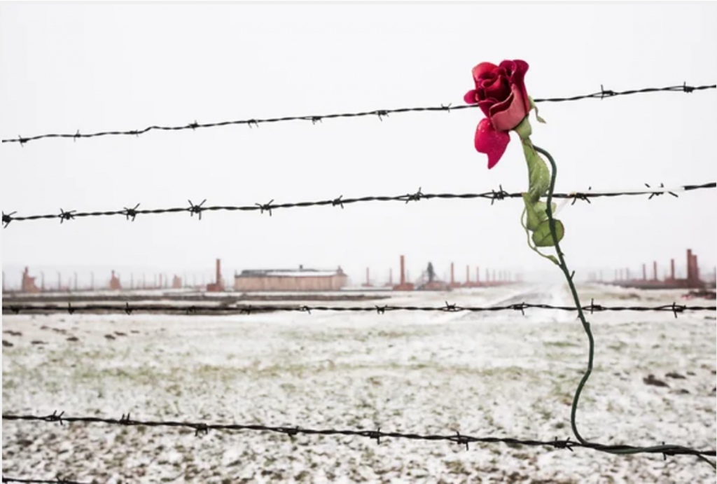rose on barbed wire